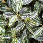 Pilea cadierei Leaf