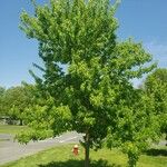 Acer buergerianum ശീലം