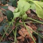 Helleborus foetidus Листок