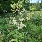 Filipendula ulmariaЦвят