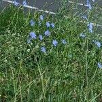 Cichorium endiviaFleur