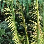 Cycas panzhihuaensis 形態