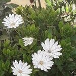 Osteospermum ecklonis Fleur