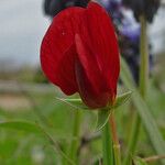 Lathyrus cicera 花