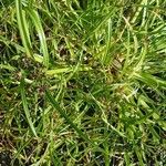 Cyperus fuscus Συνήθη χαρακτηριστικά