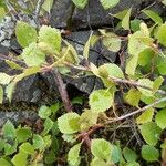 Betula humilis Fruit