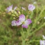 Raphanus sativus 花