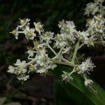 Hasseltia floribunda