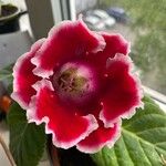 Gloxinia × donkelaariana 花