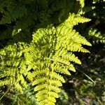 Athyrium distentifoliumЛист