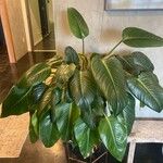 Philodendron davidsonii Yaprak