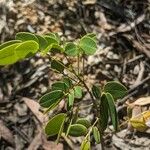 Senna pendula Feuille