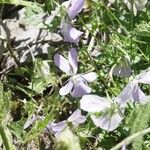 Viola cornuta Flower