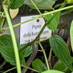 Piper dolichotrichum Escorça
