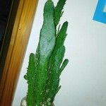 Opuntia monacantha 葉