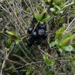 Ligustrum vulgareFruit