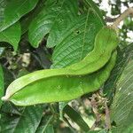 Inga sapindoides Fruto