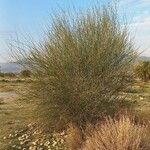 Leptadenia pyrotechnica Hábito