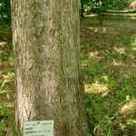 Carya aquatica Kora