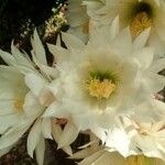 Echinopsis spachianaঅন্যান্য