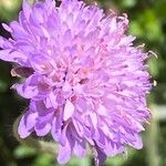 Knautia collina Flower