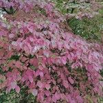 Cornus alternifolia Yeri