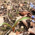 Scilla vindobonensis Листок