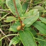 Fadogia triphylla Fruto
