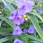 Tradescantia × andersoniana Flower