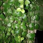 Peperomia rotundifolia 葉