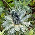 Eryngium giganteum Blüte