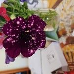 Petunia x atkinsiana Flors