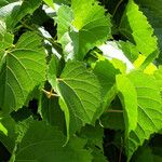 Vitis vulpina Листок