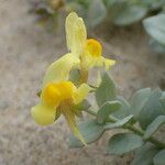 Linaria thymifolia Flor