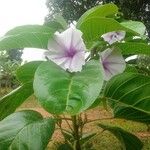 Ipomoea carnea পাতা