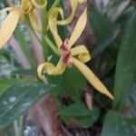 Prosthechea cochleata 花