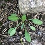 Rumex acetosella Leaf