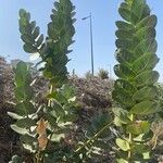 Calotropis procera Plante entière