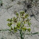 Euphorbia terracina Fruit