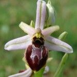 Ophrys arachnitiformis മറ്റ്