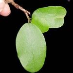 Erythroxylum rotundifolium Leaf