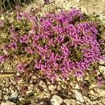 Thymus longiflorus Libunga
