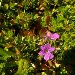 Lythrum junceum Flower