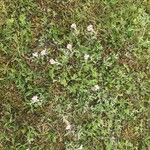 Antennaria dioica Облик