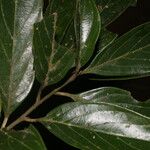 Nectandra membranacea Blatt