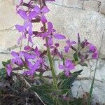 Hesperis laciniata Flor