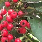 Cotoneaster frigidusFruit