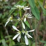 Euphorbia leucocephala Floare