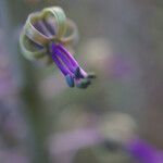 Ledebouria revoluta Цвят