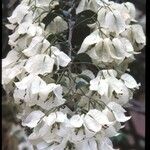 Bougainvillea spectabilisFlor